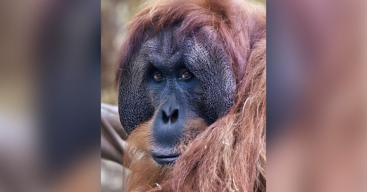 Sacramento Zoo orangutan Makan dies after long battle with respiratory disease