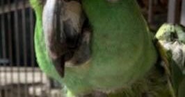 Long Beach police seek public's help to find alleged parrot thieves