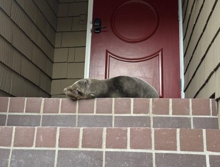 A sea lion pup from La Jolla Cove is believed to have made its way to a house almost a mile away and needed to be rescued. (Laura Spielman)