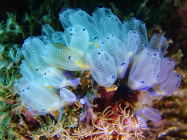 Researchers from UC San Diego and Stanford University used sea squirts in a study seeking insights on aging and cellular rejuvenation. (Getty Images)