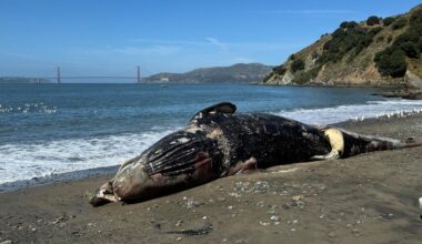 Gray whale found dead near Pier 80 in San Francisco, vessel strike suspected