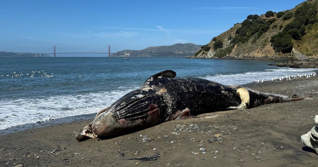 sf-pier-80-whale-061126.jpg