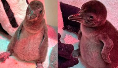 San Francisco Zoo welcomes first penguin chicks in three years