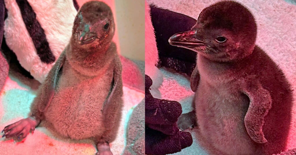 SF Zoo penguin chicks