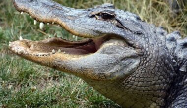 OC Couple Tried To Save Man Attacked By Crocodile At Resort: Report