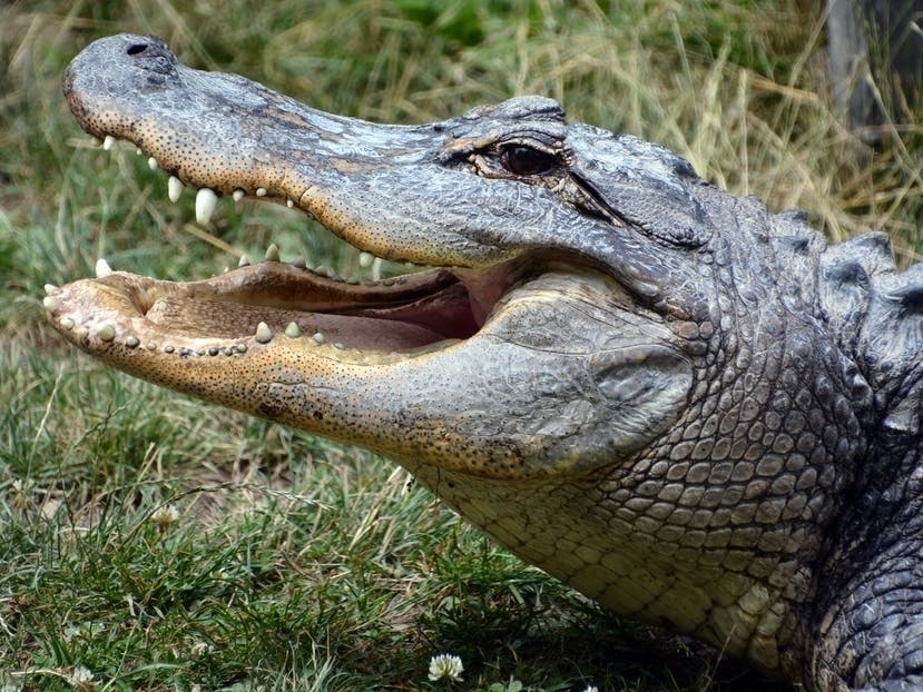 OC Couple Tried To Save Man Attacked By Crocodile At Resort: Report