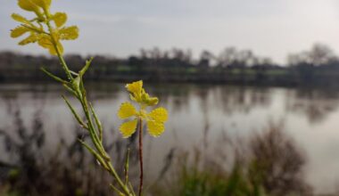 The Sacramento ‘Weeds’ You Can Actually Eat