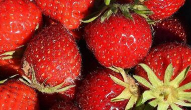 U-pick farms and flower fields in and around Sacramento