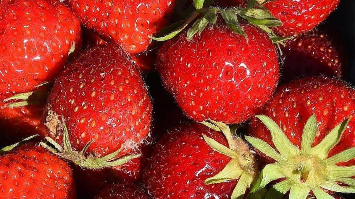 U-pick farms and flower fields in and around Sacramento