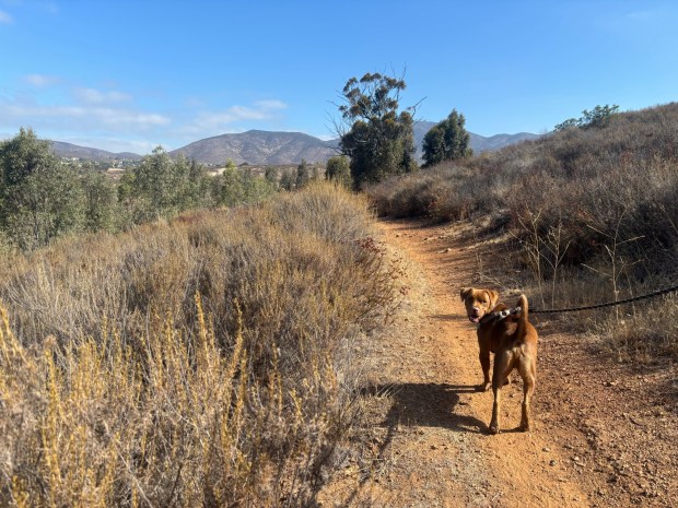 Milo, unbothered by the allegedly haunted Proctor Valley Road just a mile away from him, trots along the trail. (Maura Fox / The San Diego Union-Tribune)