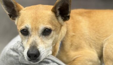 Pet of the week: A Chihuahua Mix would like to be someone’s favorite couch potato – San Diego Union-Tribune