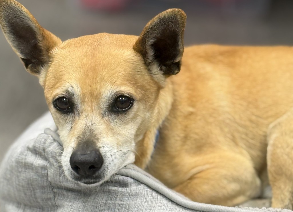 Pet of the week: A Chihuahua Mix would like to be someone’s favorite couch potato – San Diego Union-Tribune