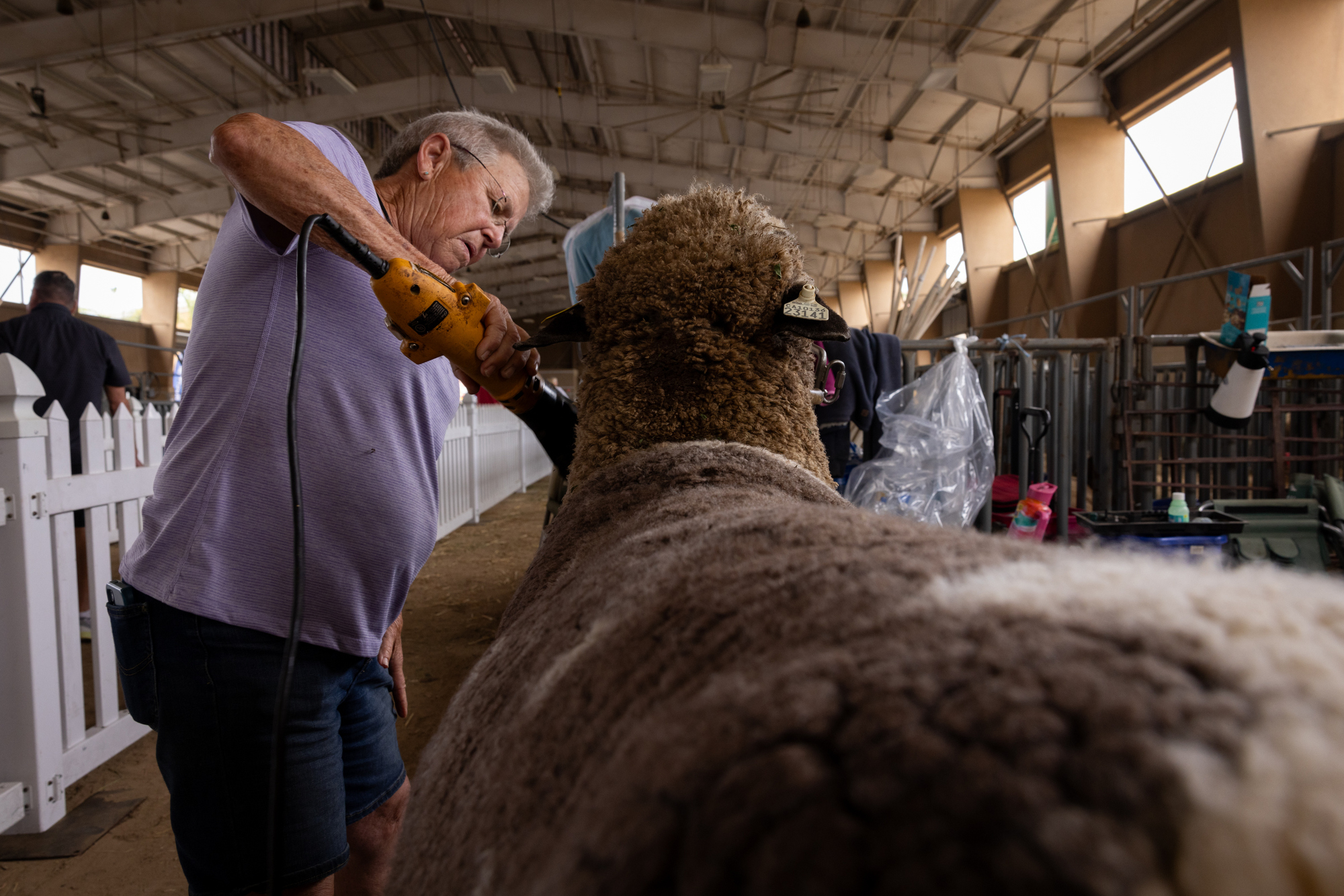 Terry Mendenhall trims a Merino sheep before showing it at...
