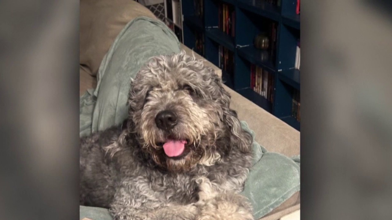 Outrage grows over dog fatally shot by LAPD