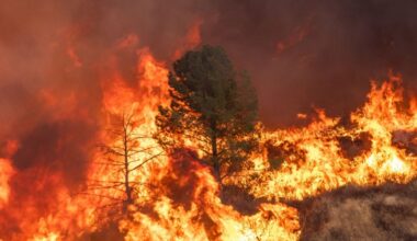 The Deadliest Kind of Wildfire Now Dominates California’s Forests