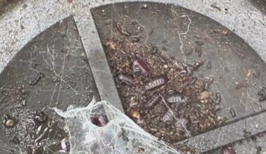 Invasive Turkestan cockroach drives surge in Sacramento-area pest complaints
