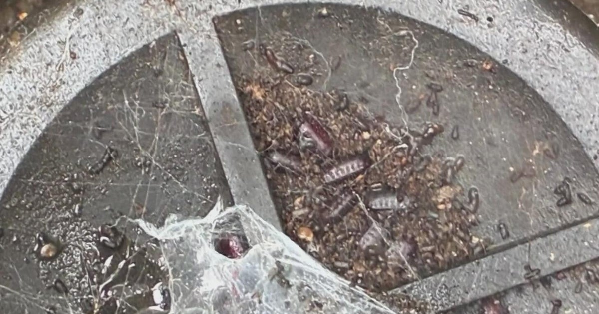 Invasive Turkestan cockroach drives surge in Sacramento-area pest complaints