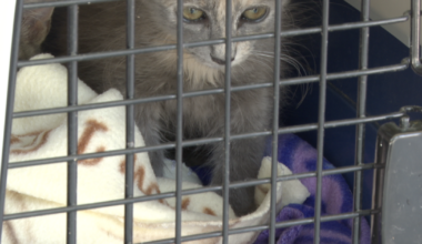 San Diego Humane Society waives all adoption fees on California Adopt a Pet Day