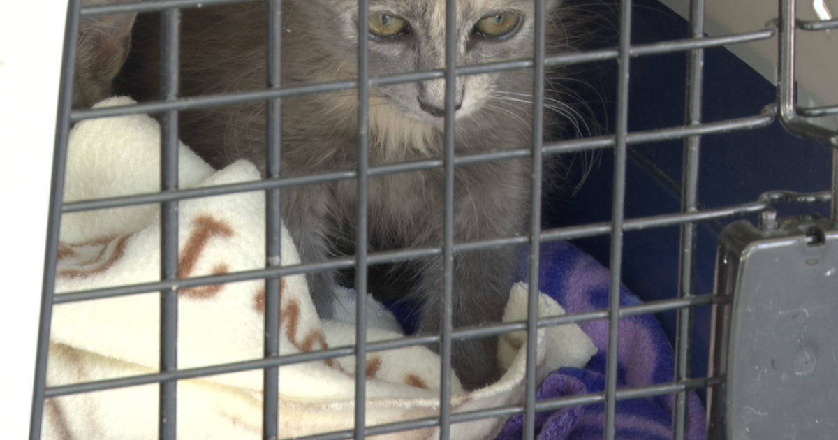 San Diego Humane Society waives all adoption fees on California Adopt a Pet Day