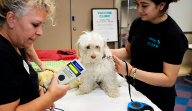 San Diego Humane Society offers pet guidance ahead of Fourth of July