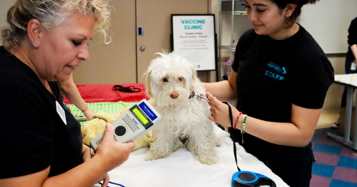 San Diego Humane Society offers pet guidance ahead of Fourth of July