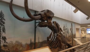 Elmer the mastodon is moving from OCC to Cranbrook Institute of Science