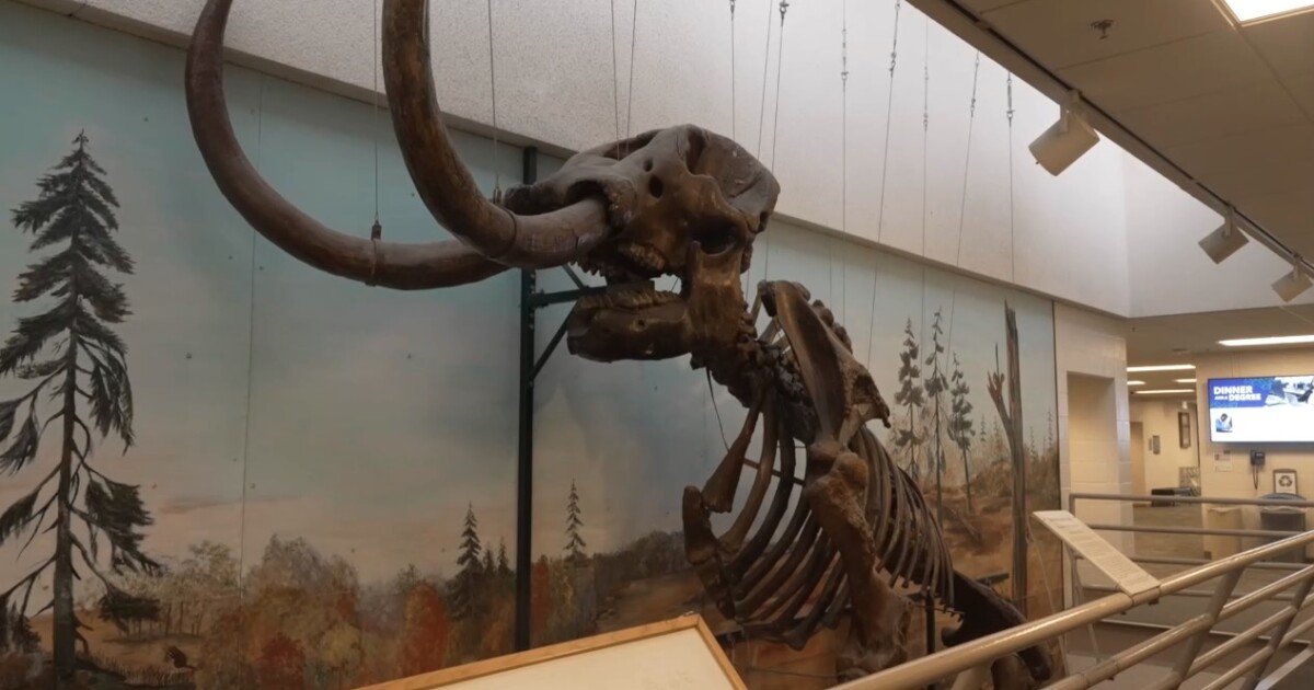 Elmer the mastodon is moving from OCC to Cranbrook Institute of Science