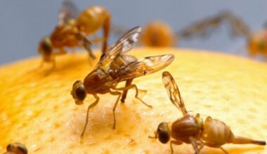 Mexican fruit fly quarantine expanded to El Cajon, Spring Valley