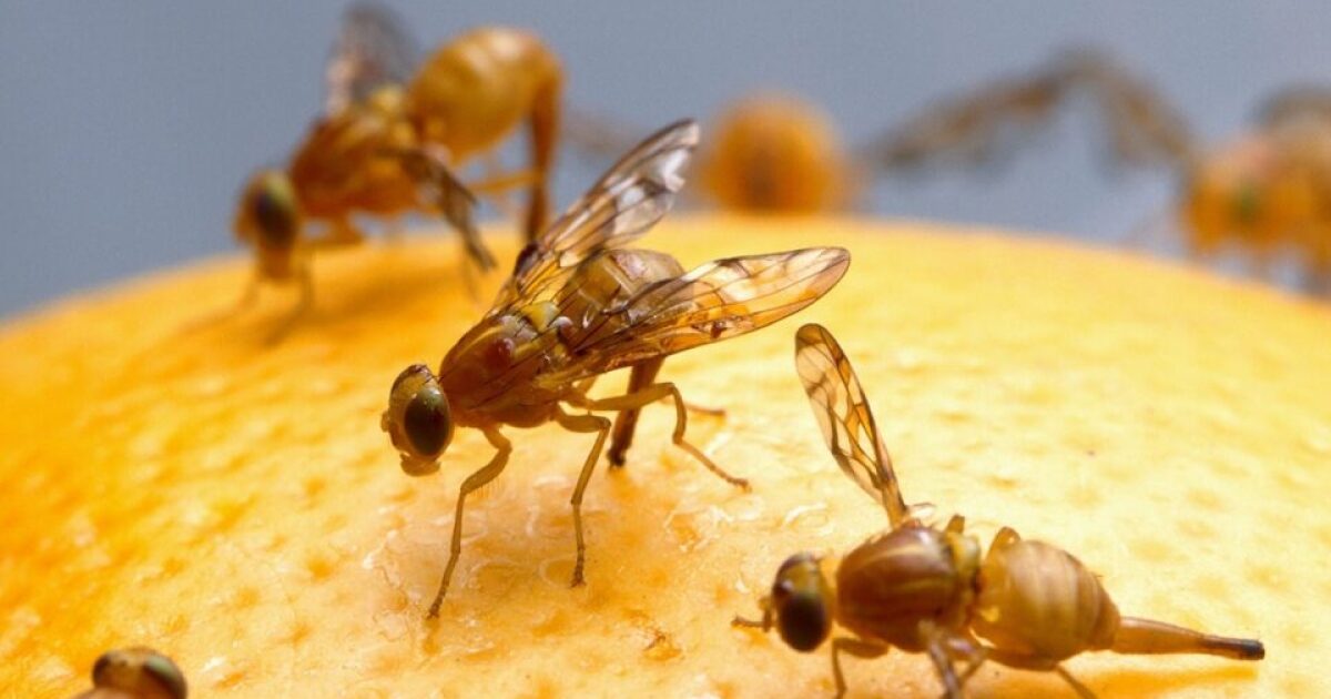 Mexican fruit fly quarantine expanded to El Cajon, Spring Valley