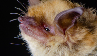 LA County’s beloved backyard bat survey returns this summer. What bat lovers should know