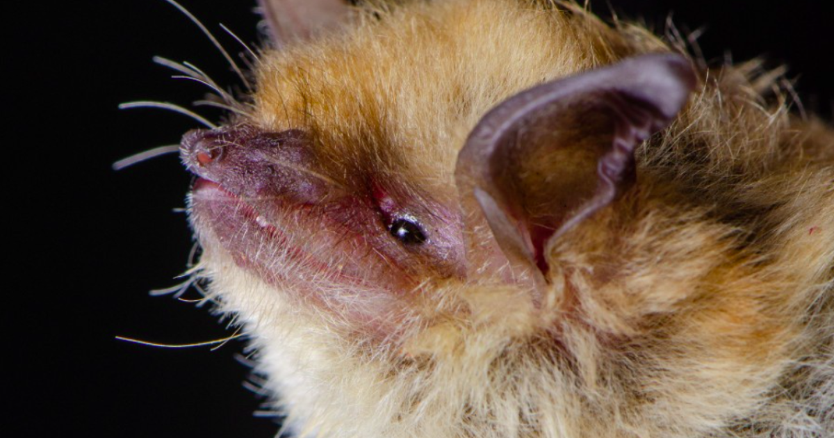 LA County’s beloved backyard bat survey returns this summer. What bat lovers should know