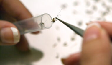 West Nile mosquitos