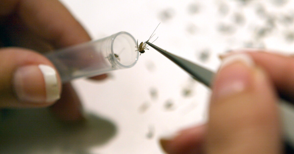 West Nile mosquitos