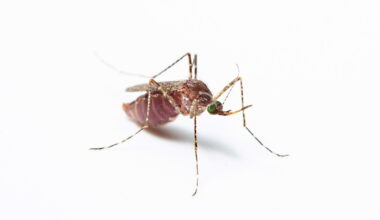 Long Beach confirms first human case of West Nile in California
