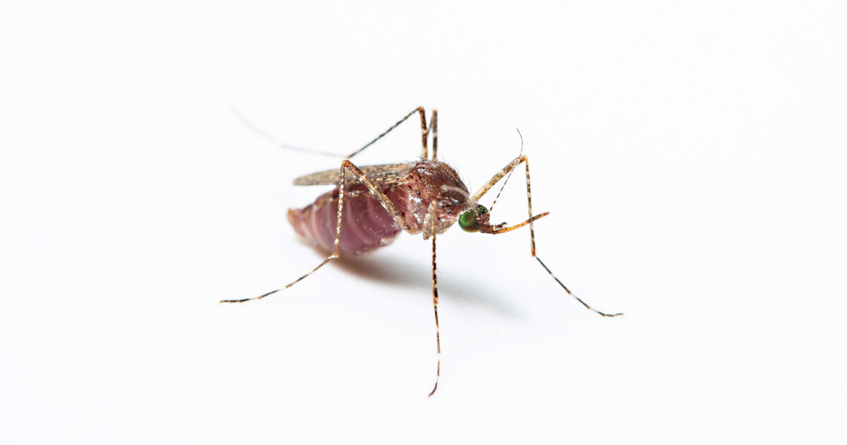 Long Beach confirms first human case of West Nile in California