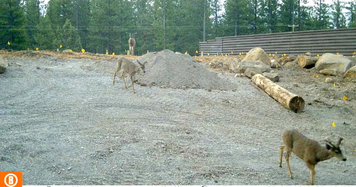 Mule deer become first animals to use California's first wildlife crossing