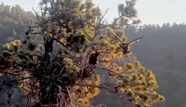 Big Bear eaglet Sandy takes first flight after accidental 'fludge'
