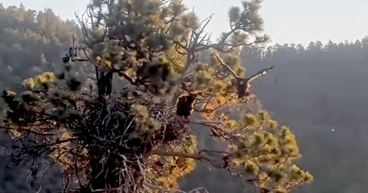 Big Bear eaglet Sandy takes first flight after accidental 'fludge'