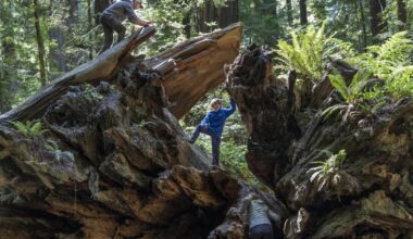 A guide to Humboldt County, home of the world's tallest trees