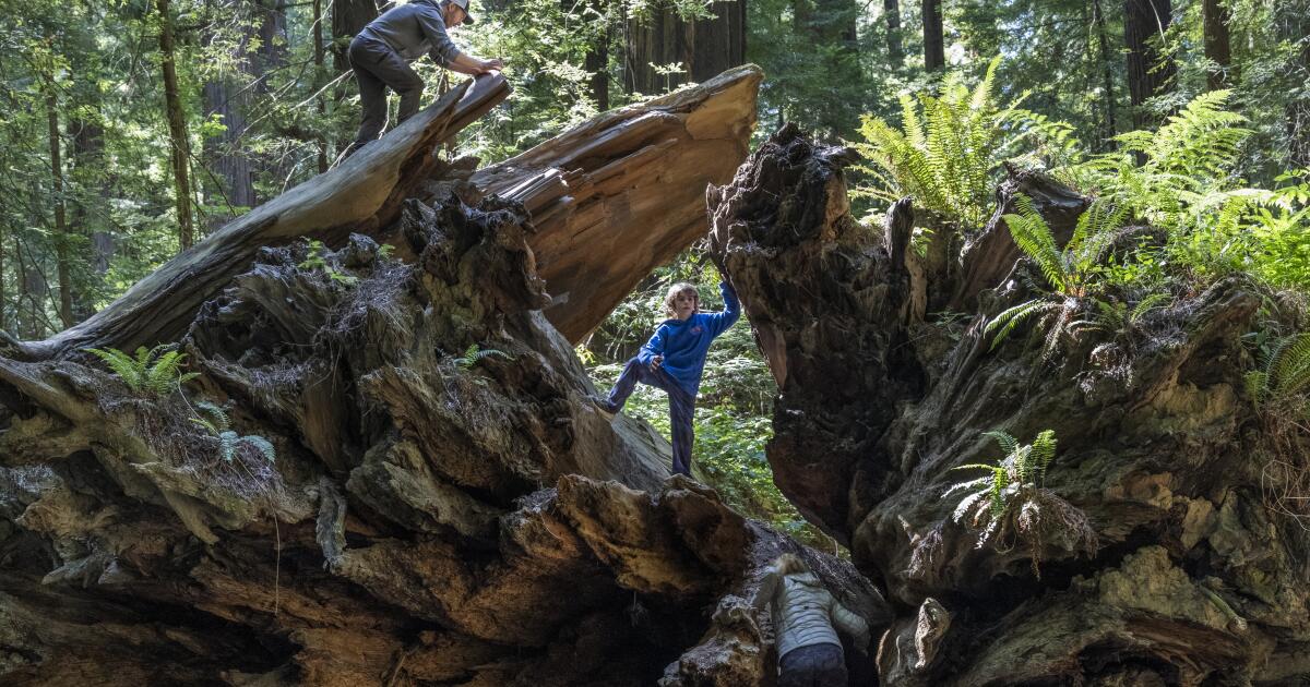 A guide to Humboldt County, home of the world's tallest trees