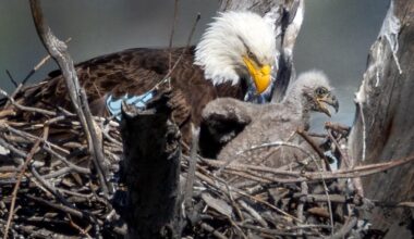 Pair of bald eagles seen nesting in L.A. County park