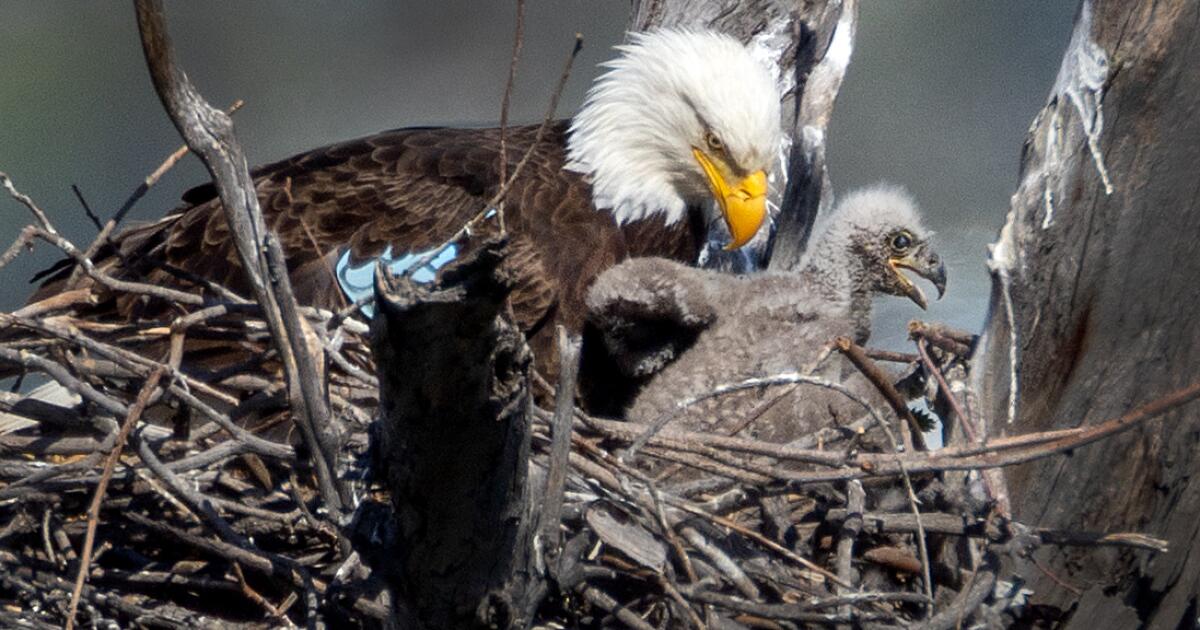 Pair of bald eagles seen nesting in L.A. County park