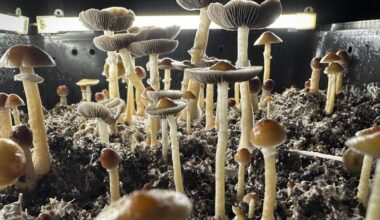 SoCal man pleads guilty to feeding his kids hallucinogenic mushrooms