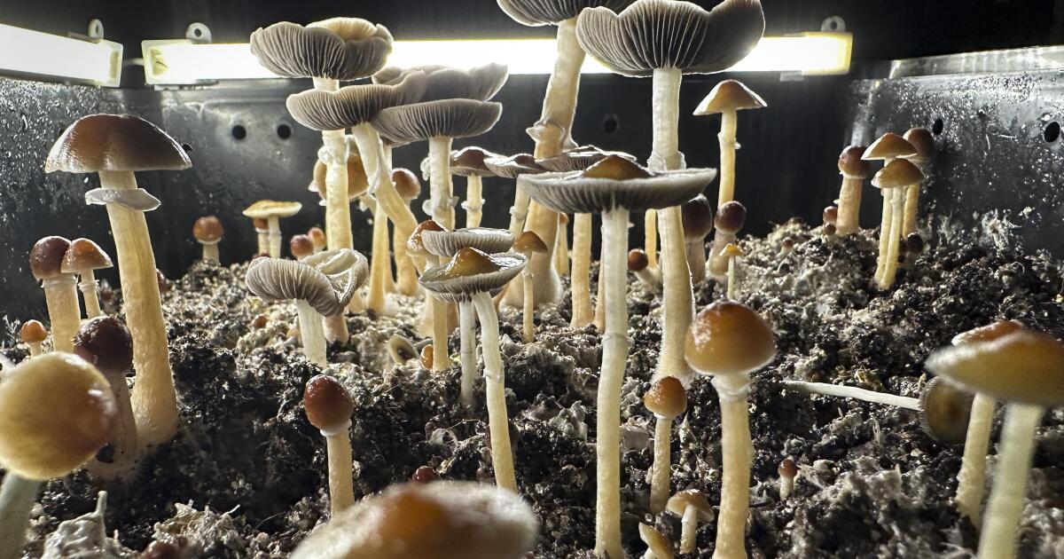 SoCal man pleads guilty to feeding his kids hallucinogenic mushrooms