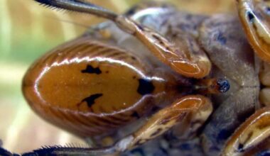 Authorities warn of invasive insect on California grapevines
