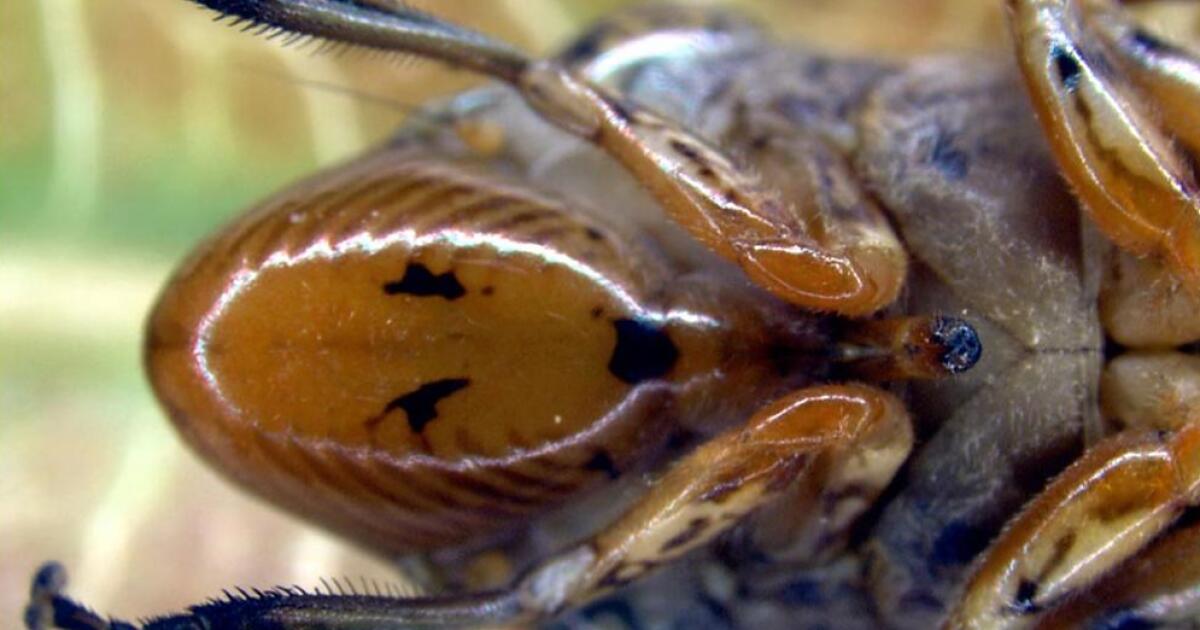 Authorities warn of invasive insect on California grapevines