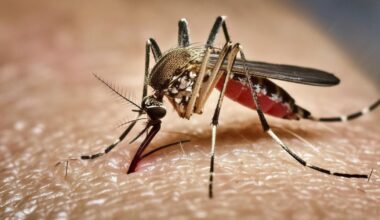 How Google's 32-million mosquito project could change California's battle against dengue