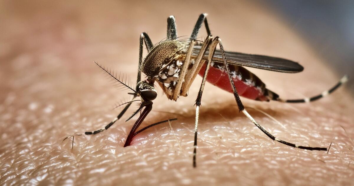 How Google's 32-million mosquito project could change California's battle against dengue