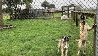 'Mass grave' at NorCal rescue where hundreds of animals are unaccounted for