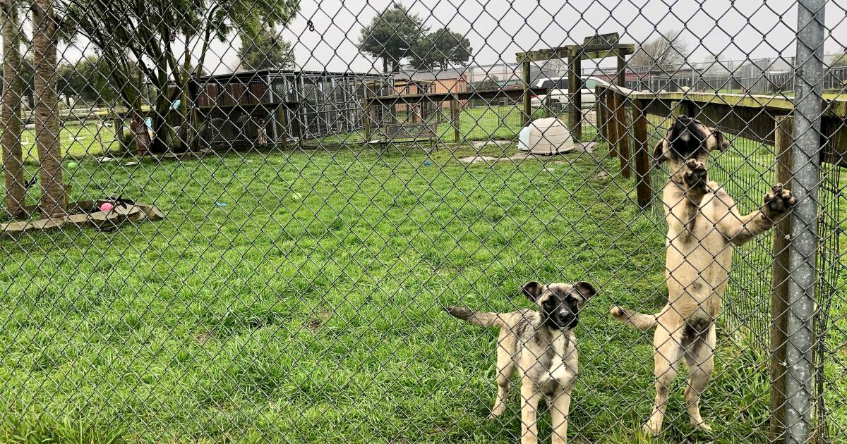 'Mass grave' at NorCal rescue where hundreds of animals are unaccounted for
